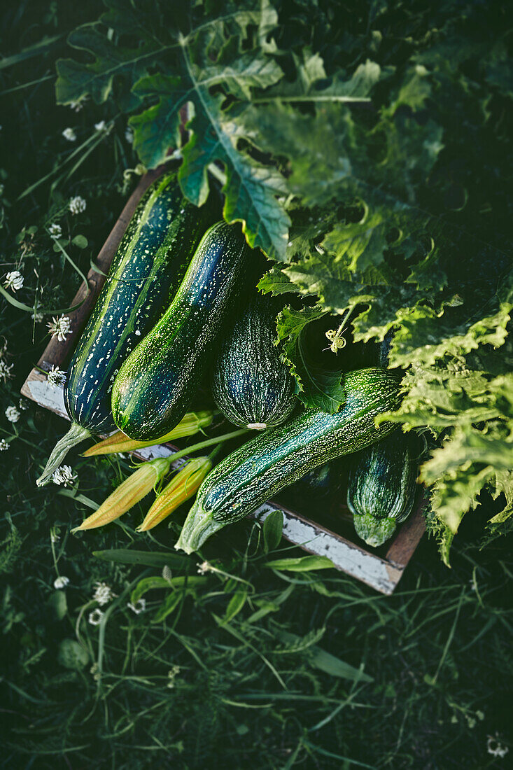 Freshly harvested zucchinis from the garden