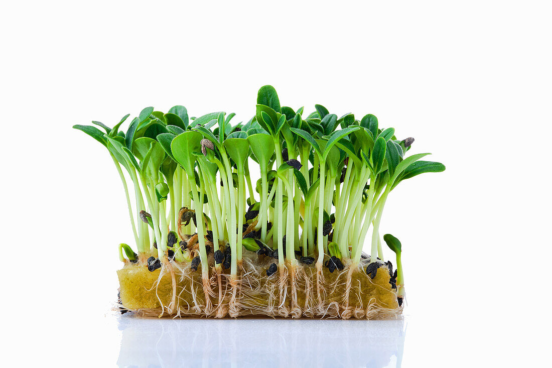 Borretsch-Sprossen (Microgreens) auf Pflanzsubstrat