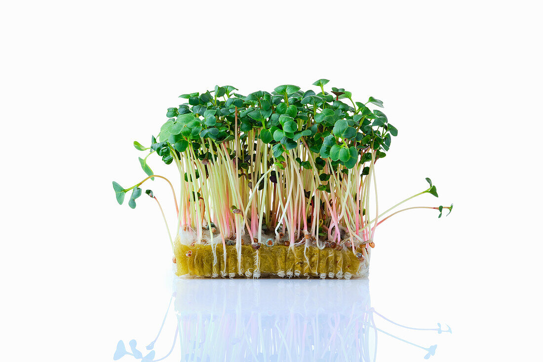 Radieschen-Daikon-Sprossen (Microgreens) auf Pflanzsubstrat