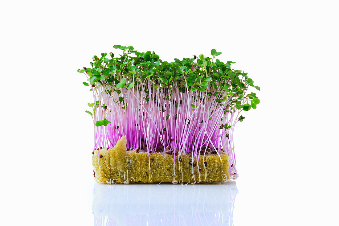 Kohlrabi sprouts (microgreens) on planting substrate