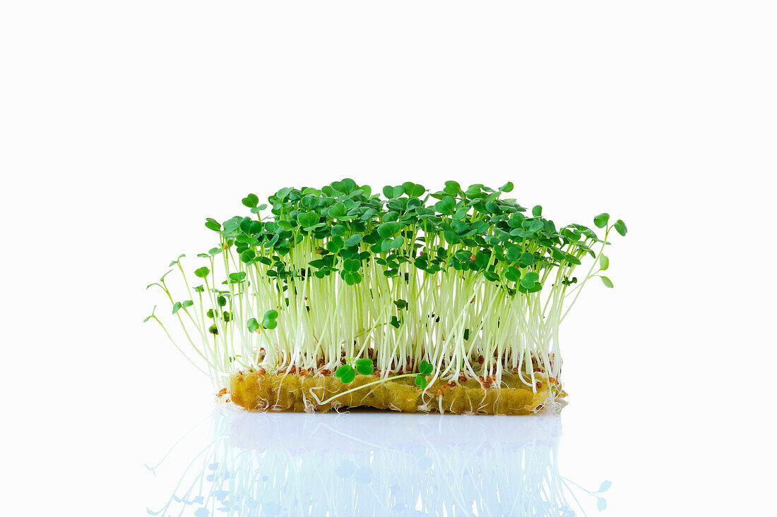 Rucola-Sprossen (Microgreens) auf Pflanzsubstrat