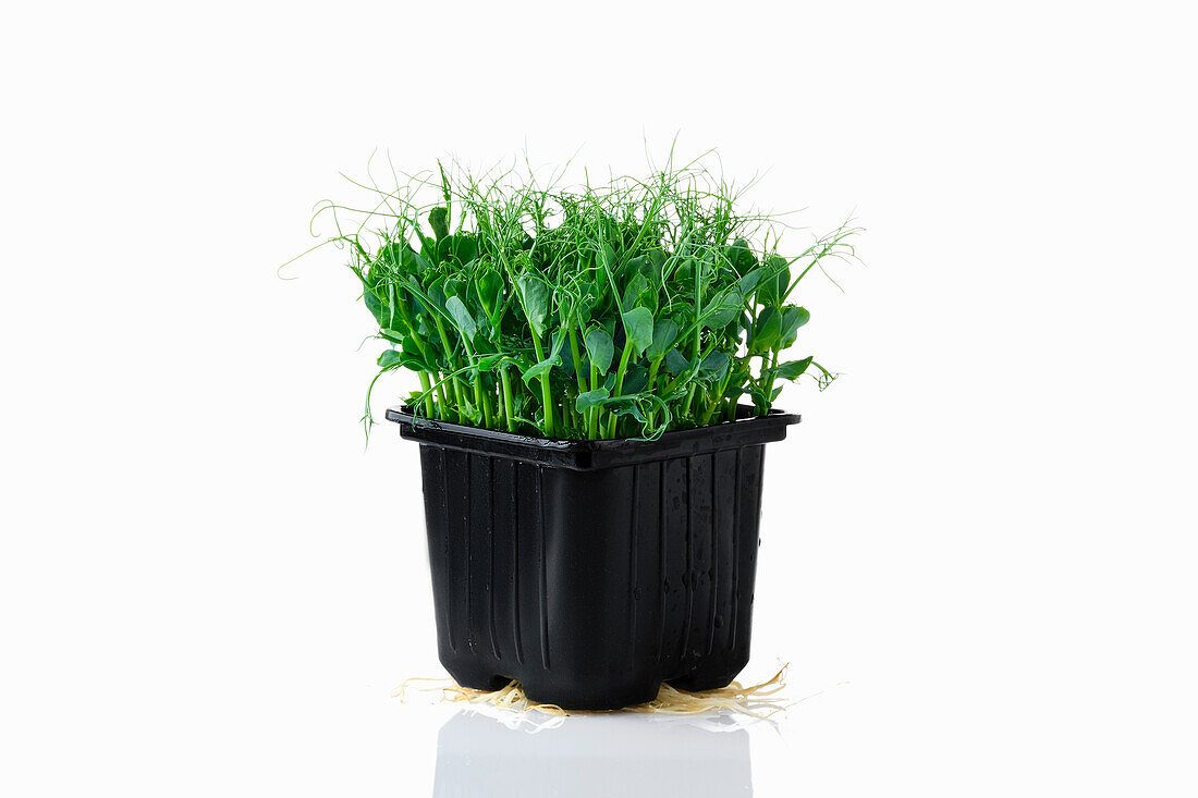 Pea sprouts (microgreens) in a pot