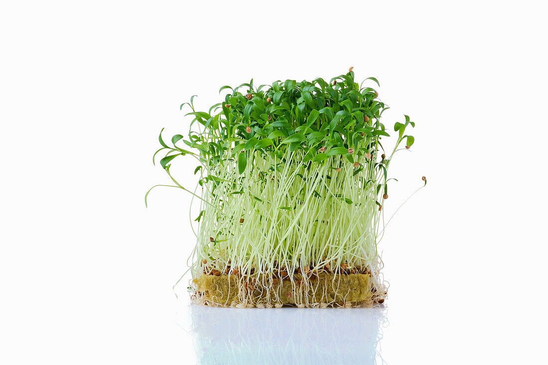 Koriandersprossen (Microgreens) auf Pflanzsubstrat