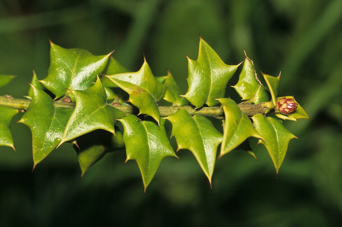 Perny Stechpalme (Ilex pernyi) Blatt