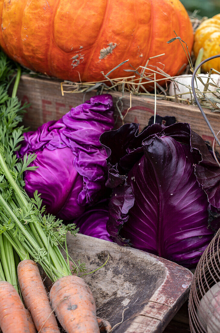 Herbststillleben mit Kürbis, Rotkohl und Karotten