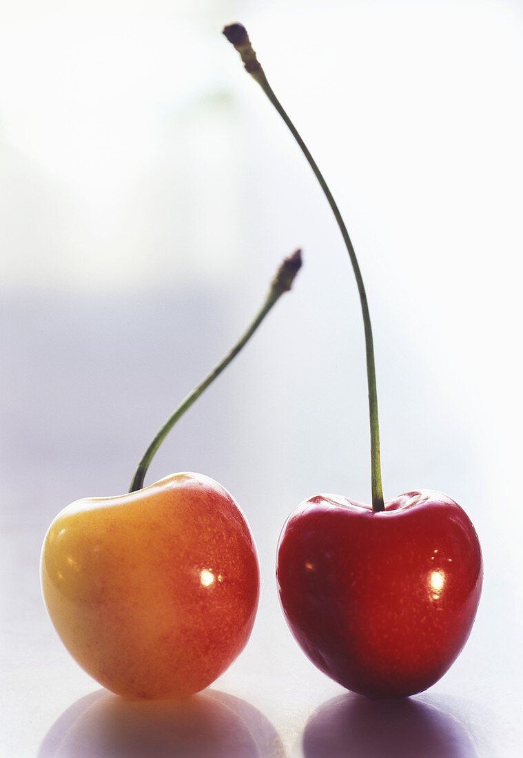 A Red Cherry and a White Cherry
