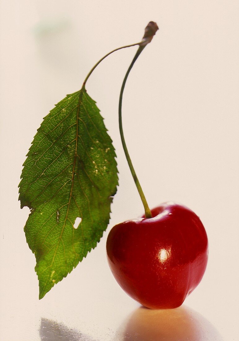 A Single Ripe Red Cherry