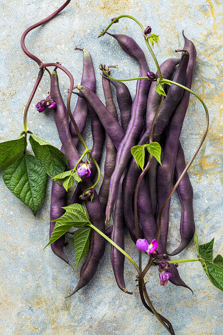 Frische violette Bohnen mit Blättern und Blüten