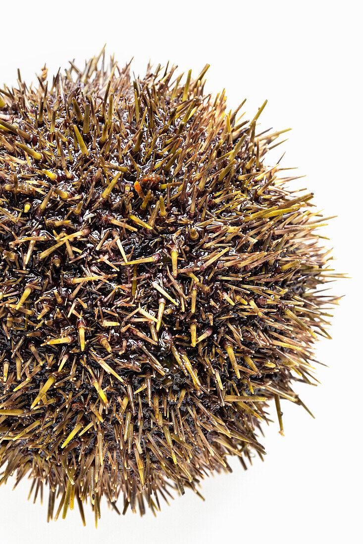 A sea urchin from below - close-up