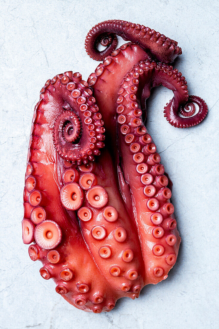 Fresh octopus ready for preparation