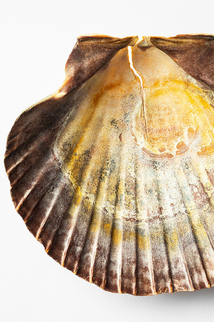 Opened scallop shell