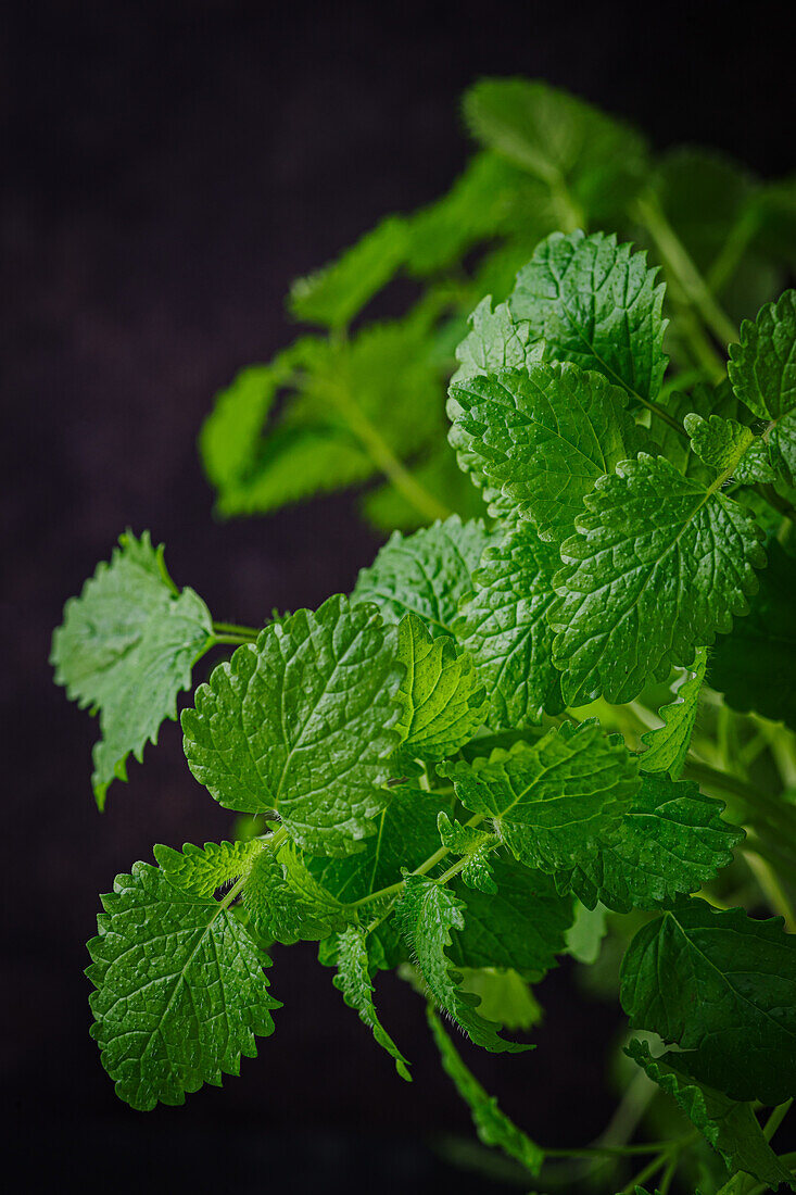 Close-up of fresh lemon balm