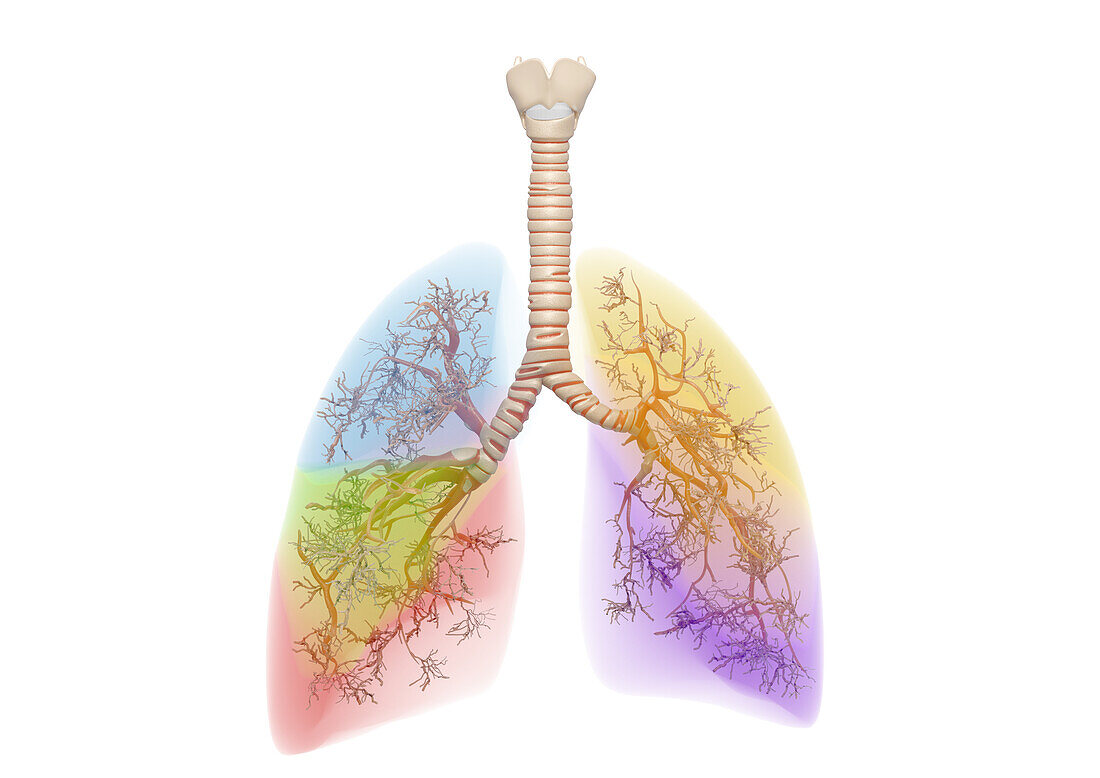 Lung lobes, illustration