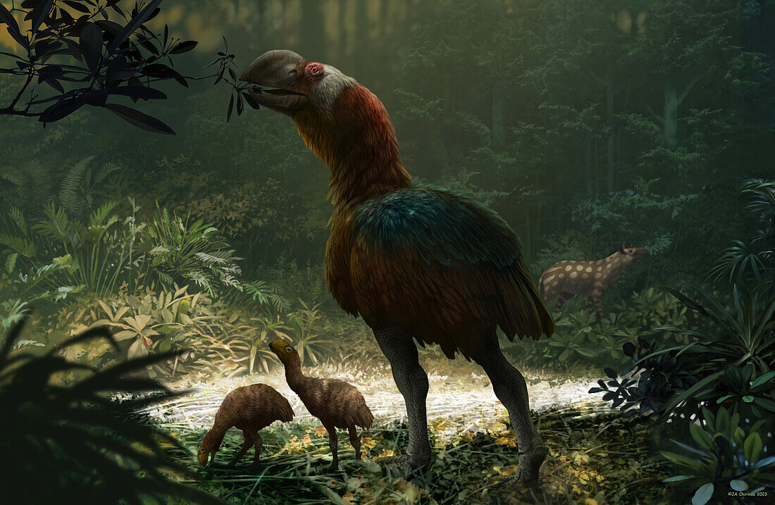 Gastornis flightless bird with chicks, illustration