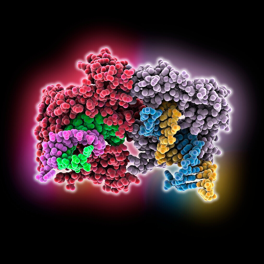 Argonaute protein complexed with DNA, molecular model