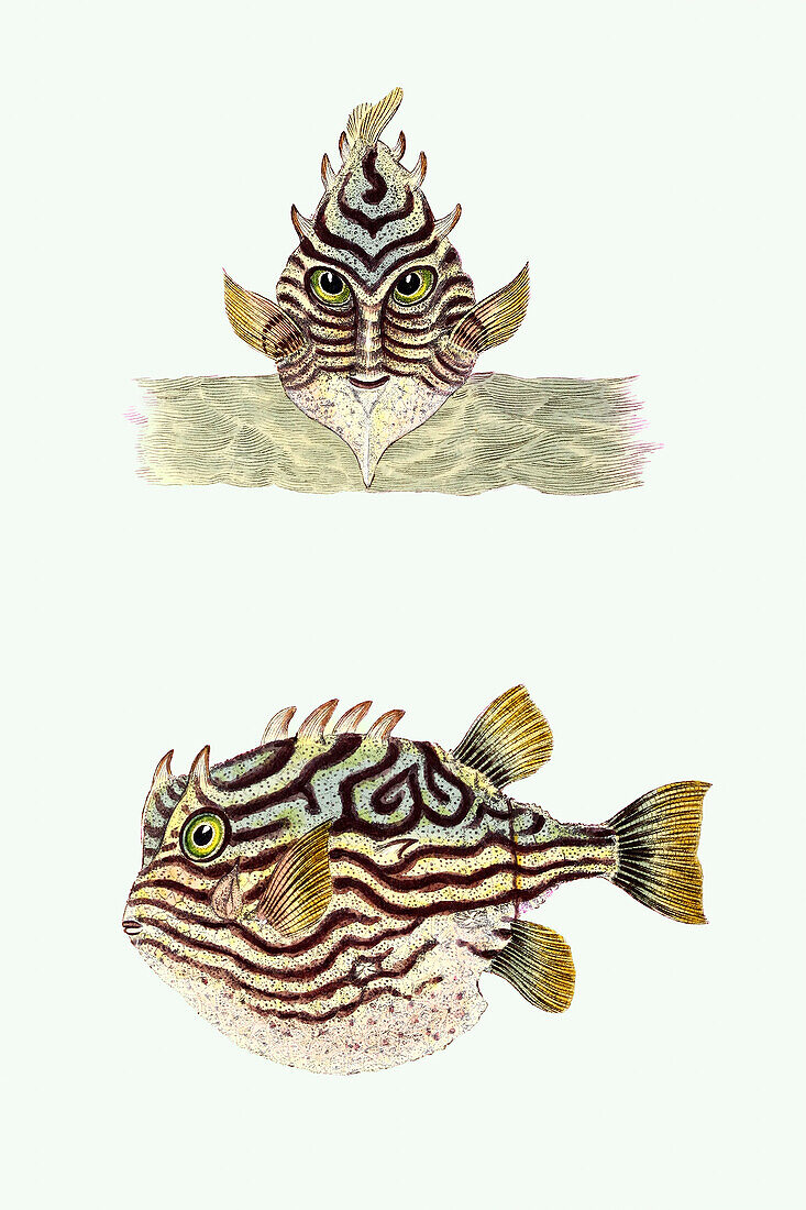 Shaw's cowfish, illustration