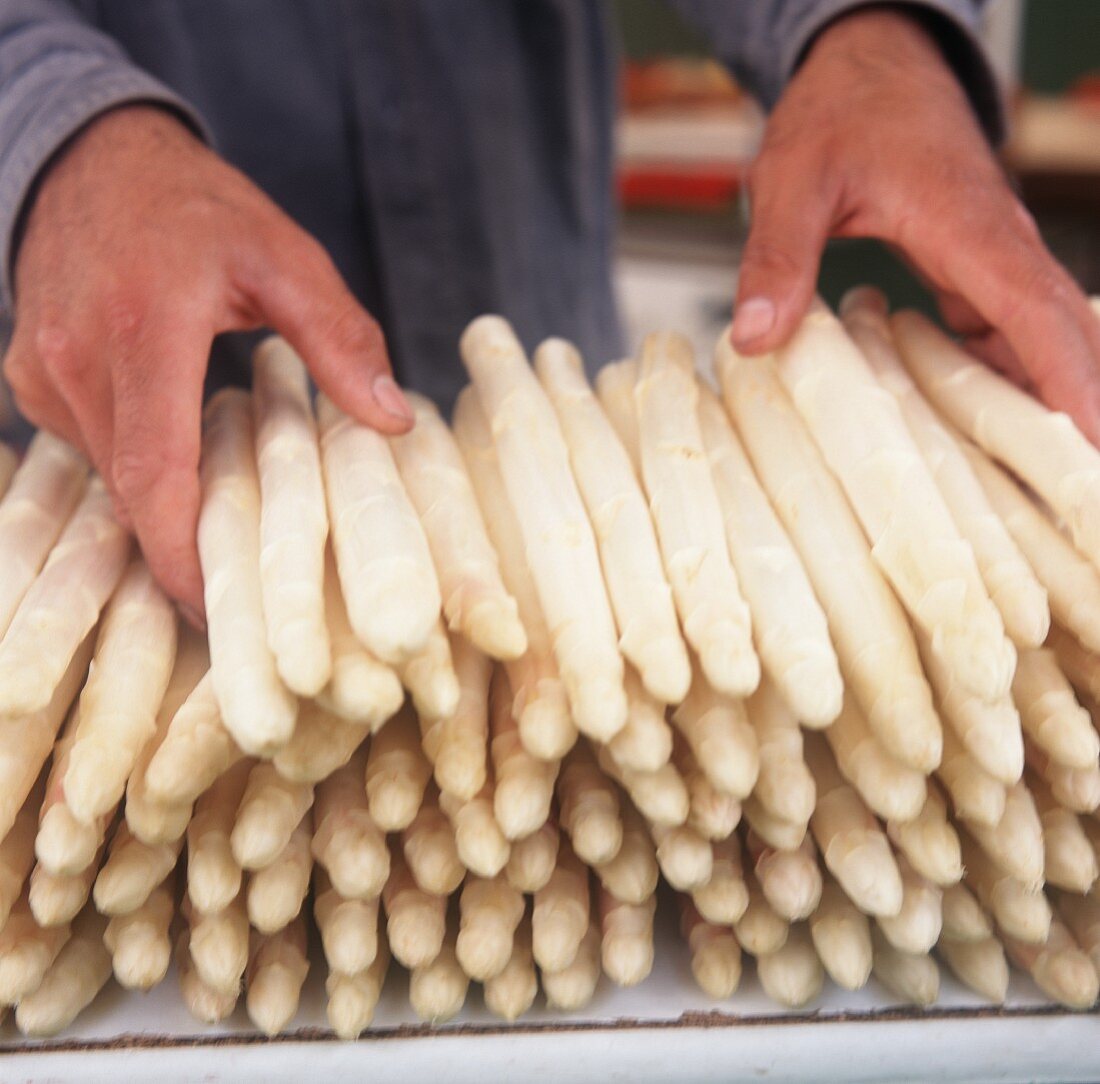 Hände sortieren weissen Spargel am Marktstand