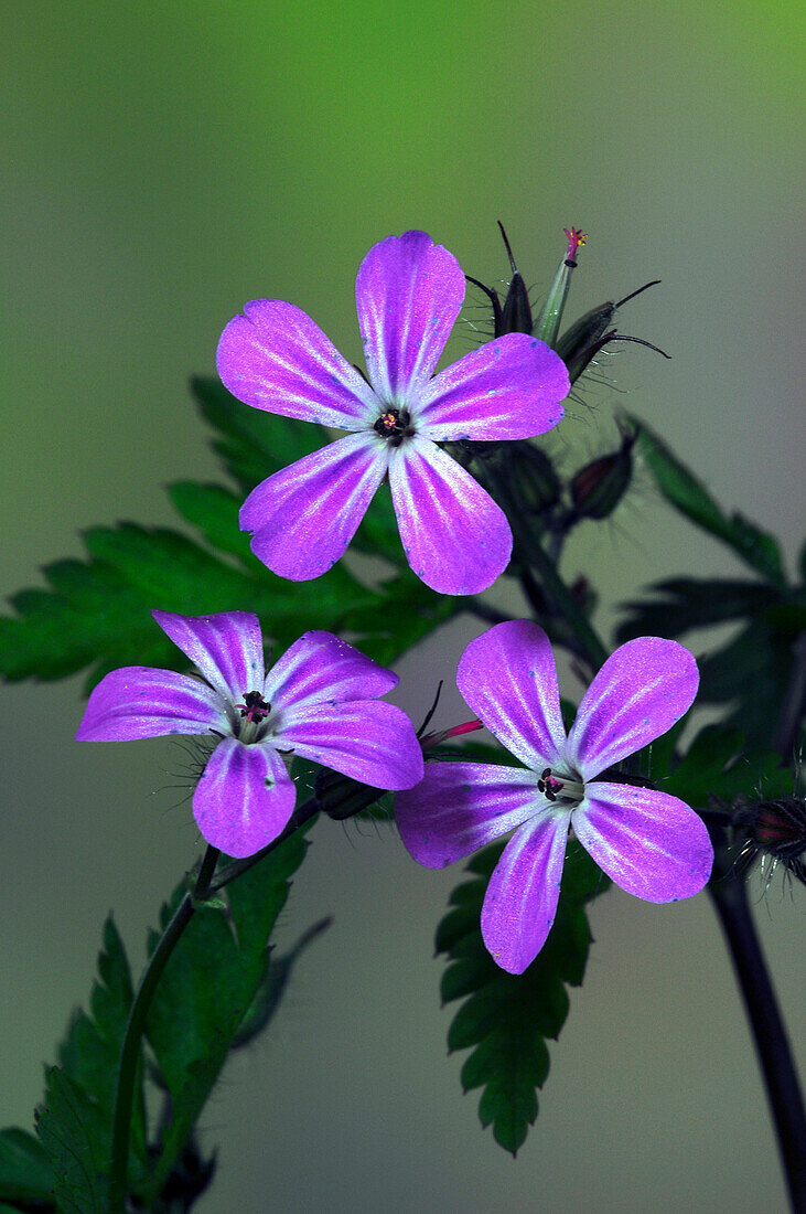 Herb robert (Geranium robertianum) flowers