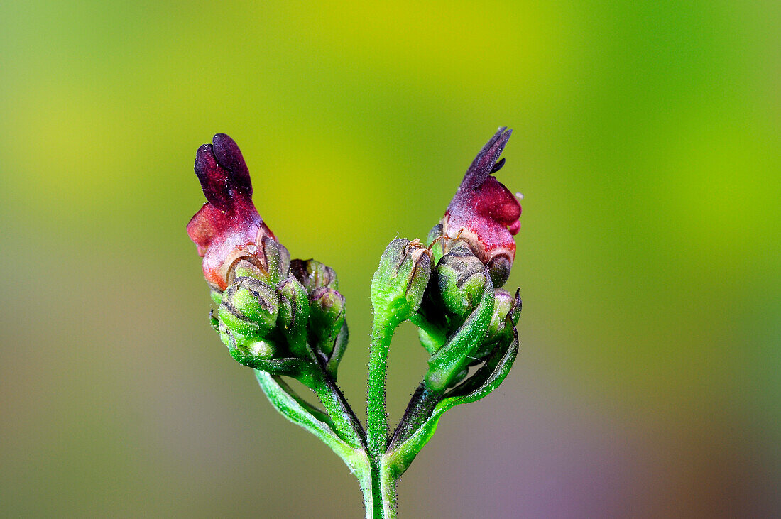 Water figwort (Scrophularia auriculata)