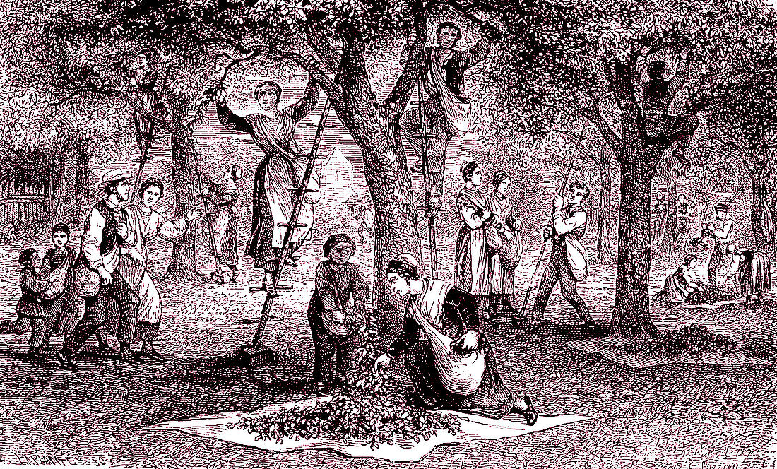 Harvesting mulberry leaves, 19th century illustration