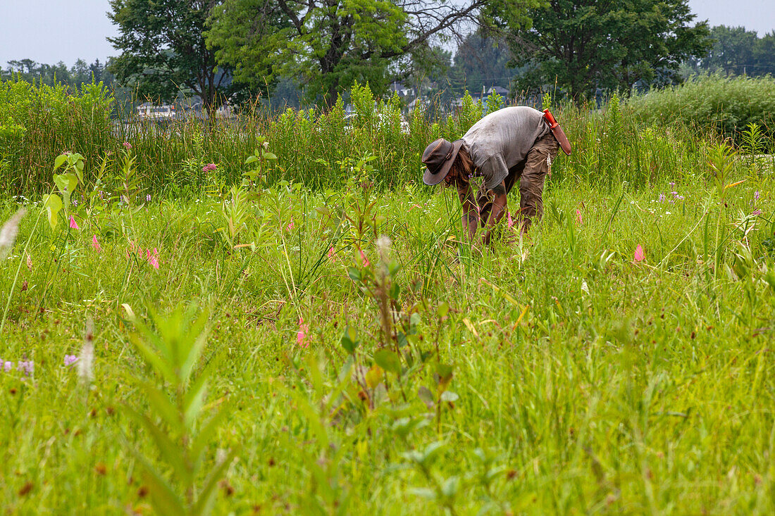 Volunteer planting flowers in garden