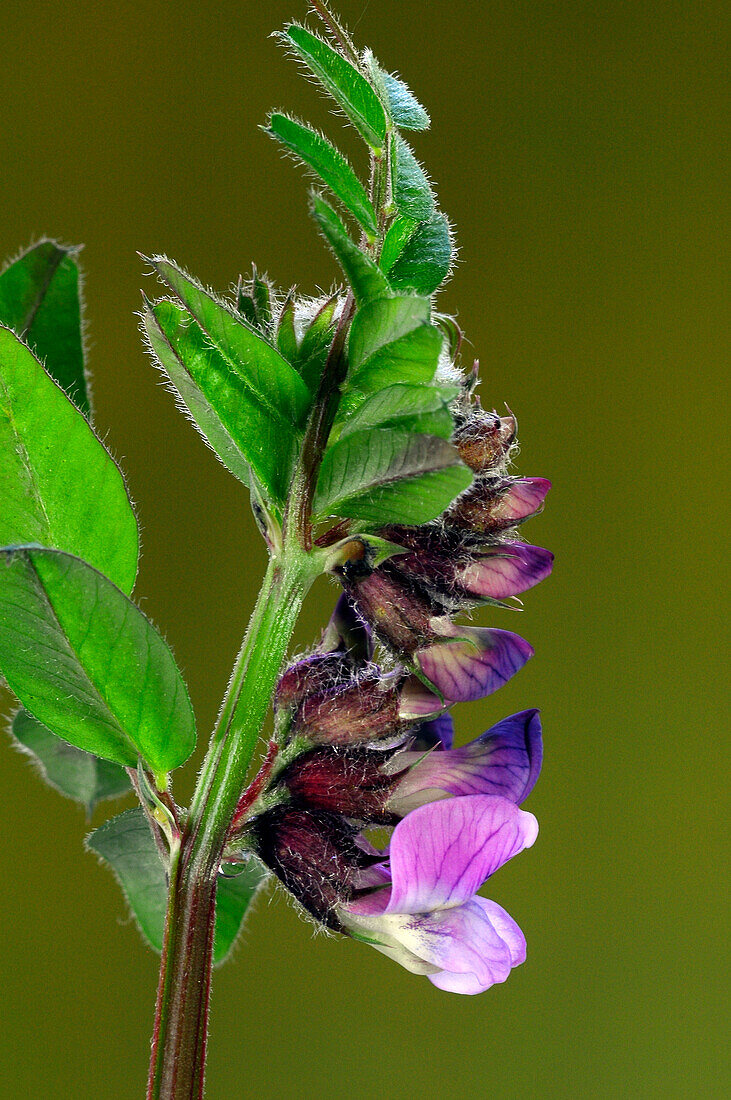 Bush vetch (Vicia sepium) flowers blooming