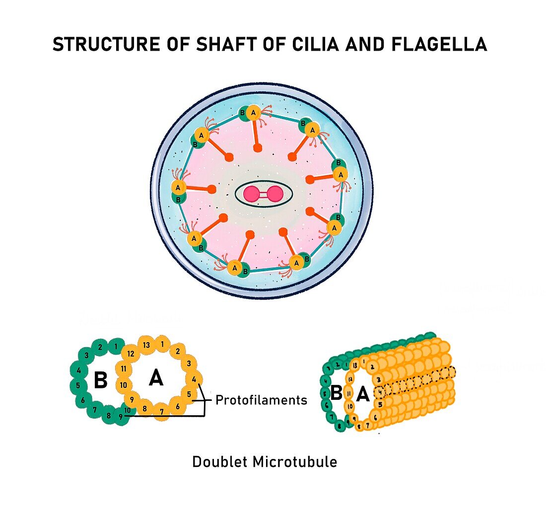 Structure of bacterial flagellum, illustration