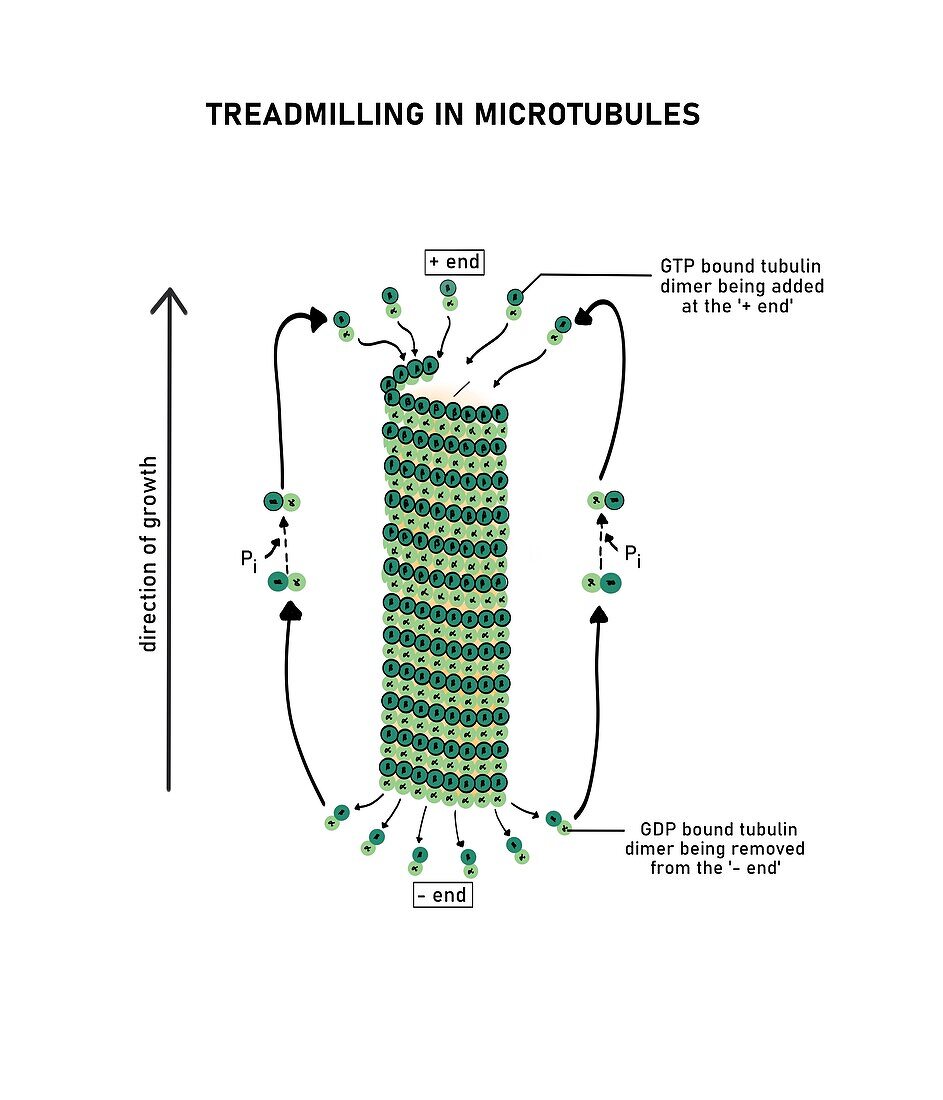 Mechanism of microtubule treadmilling, illustration