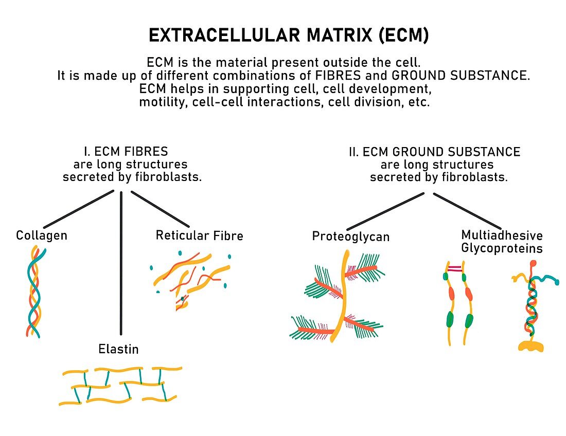 Composition of extracellular matrix, illustration