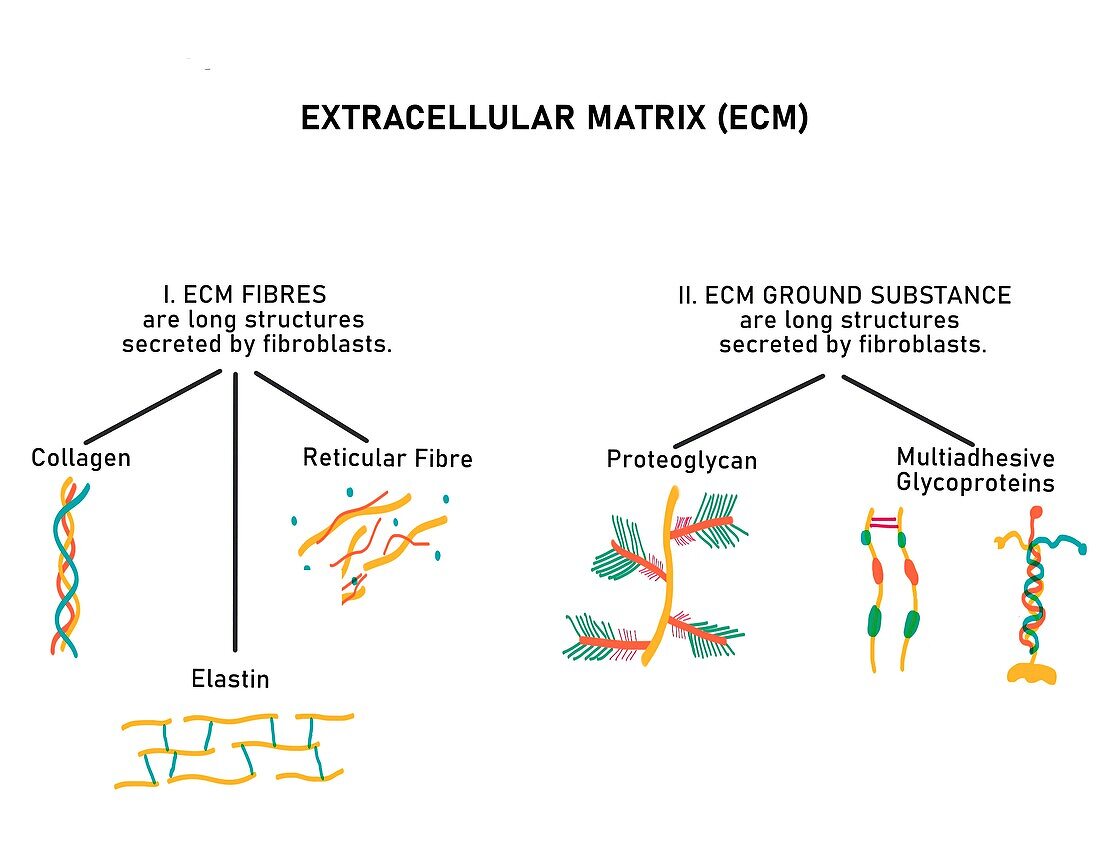 Composition of extracellular matrix, illustration