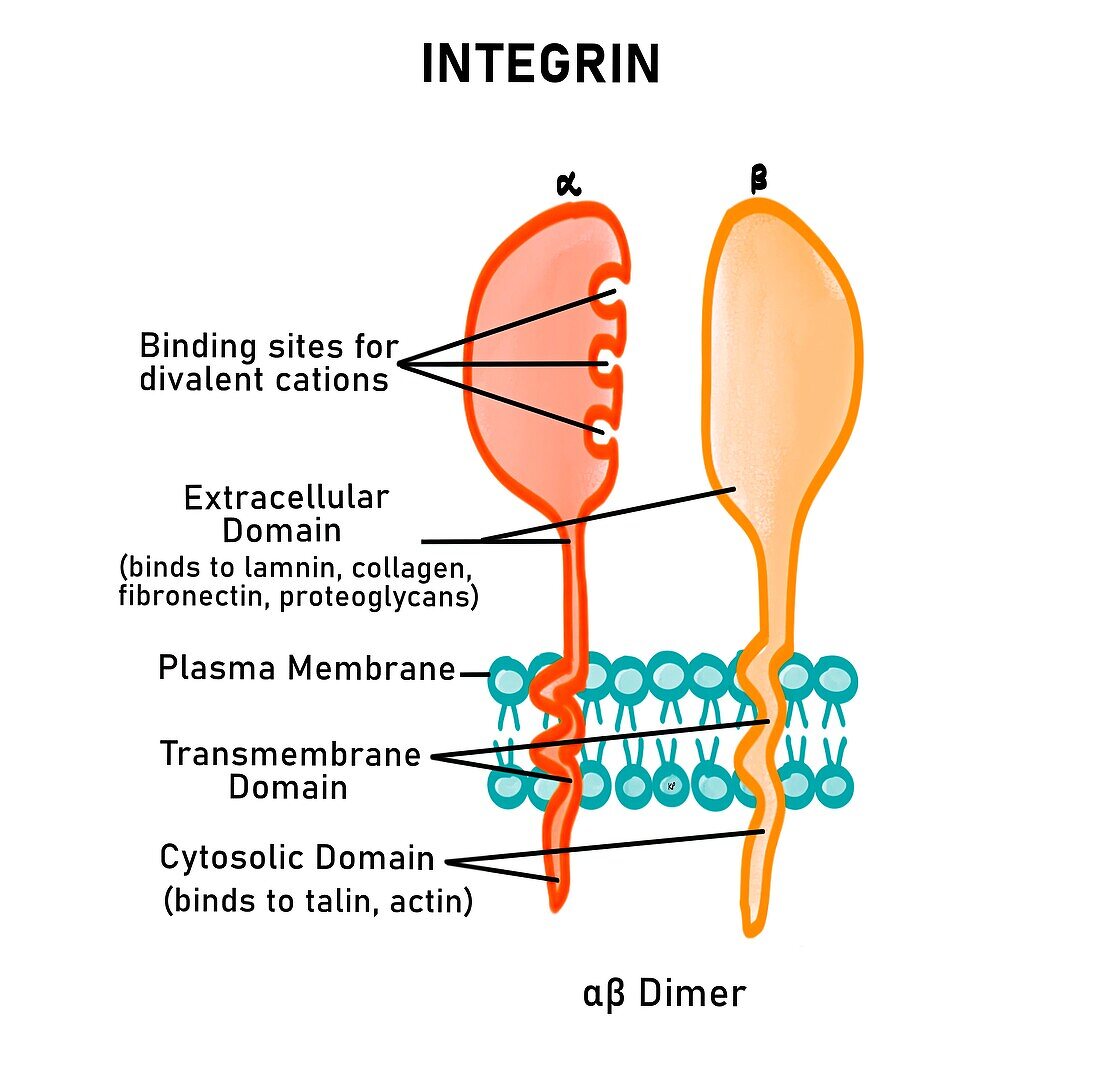 Integrins, illustration