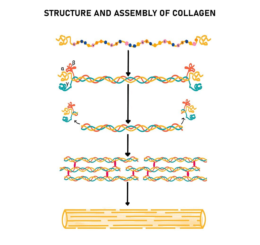 Assembly of collagen, illustration