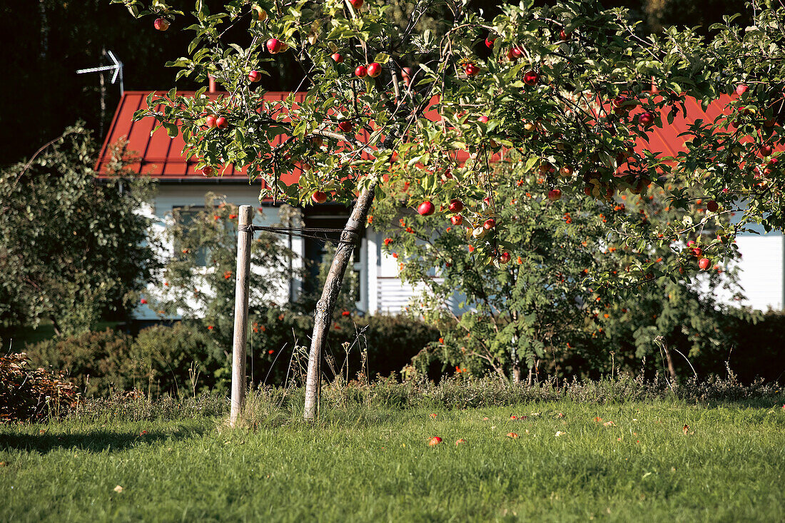 Apple tree in the garden in front of a country house