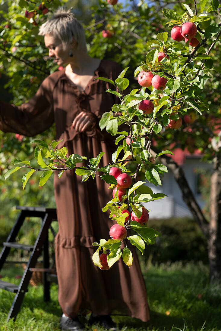 Ast mit reifen Äpfeln im Sommergarten, Frau im Hintergrund