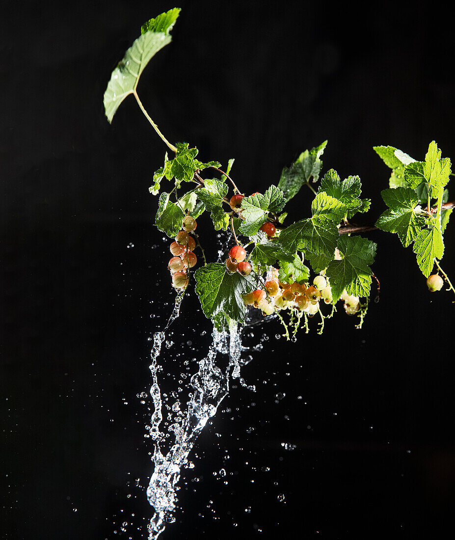 Zweig mit roten Johannisbeeren und Wassertropfen