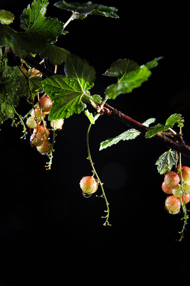 Rote Johannisbeeren am Zweig mit Wassertropfen