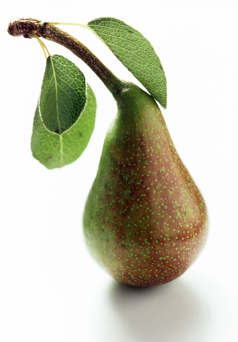 A Pear with Stem and Leaf