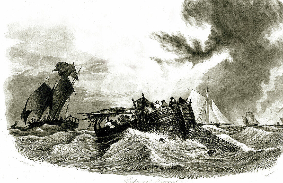 Herring fishing, 19th century illustration