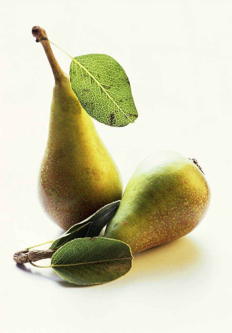 Two Pears with Stems and Leaves