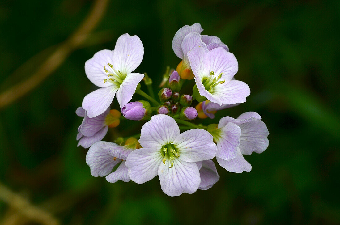 Cuckooflowers (Cardamine pratensis) blooming