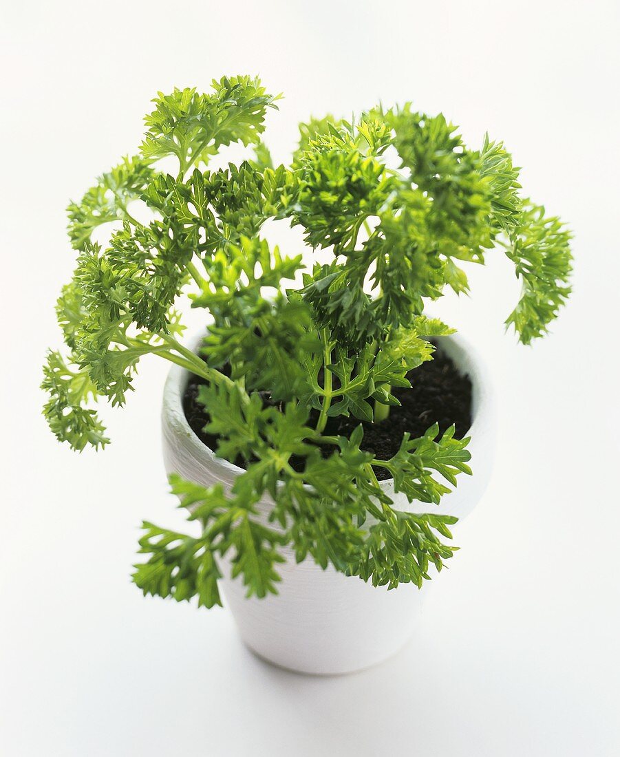 Curly parsley in a white flower pot