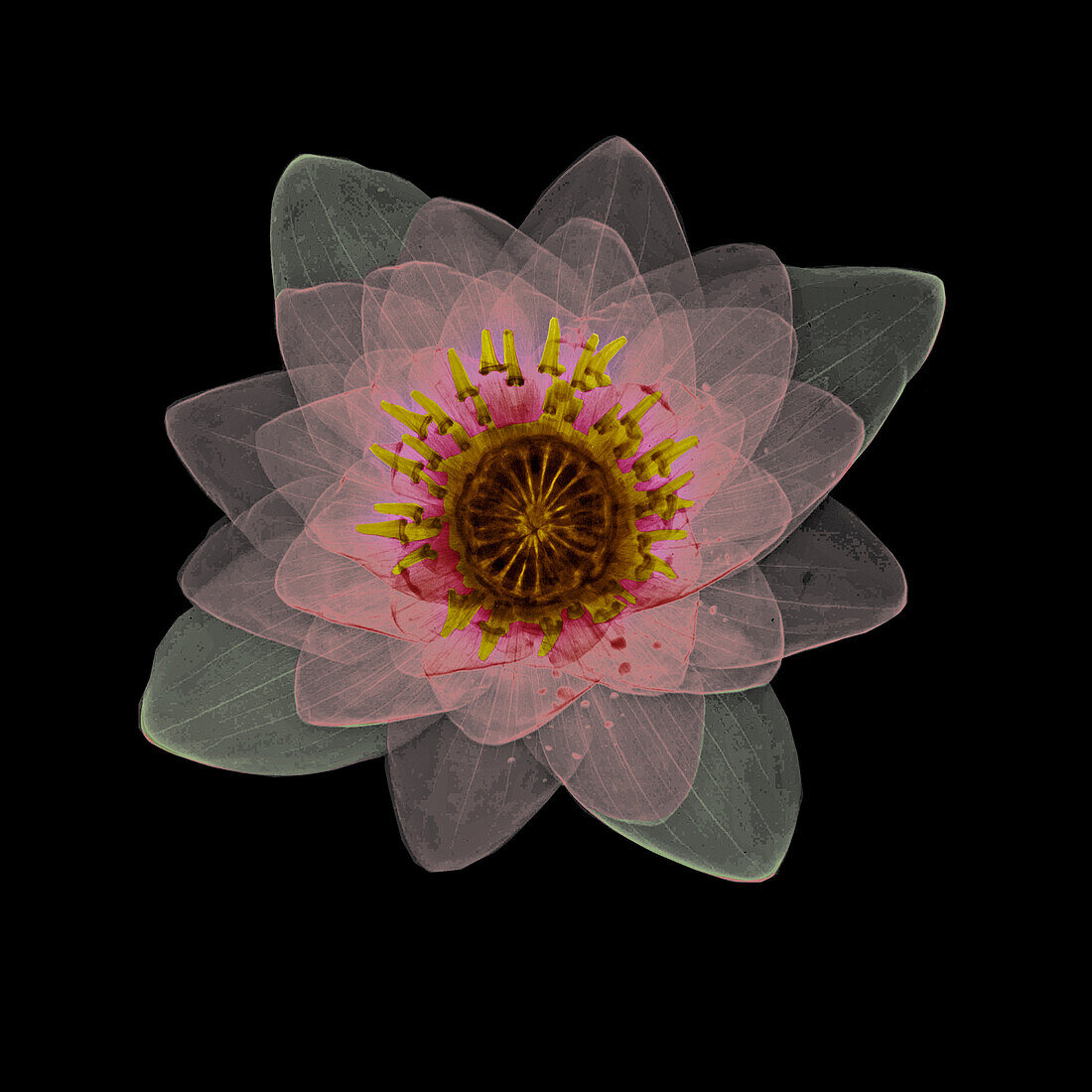 Water lily (Nymphaea sp.) flower, X-ray