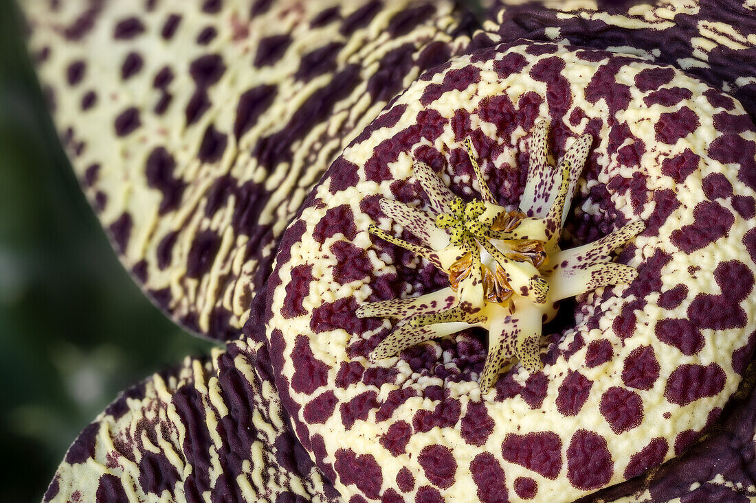 Star flower (Orbea variegata)