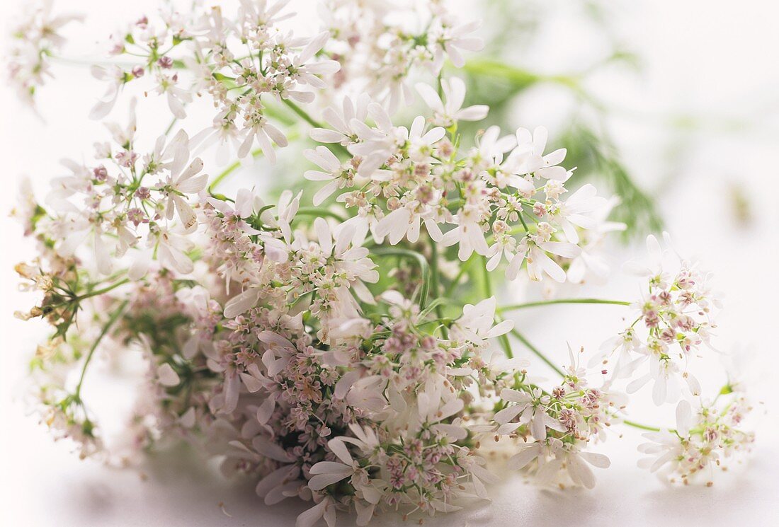 Coriander flowers