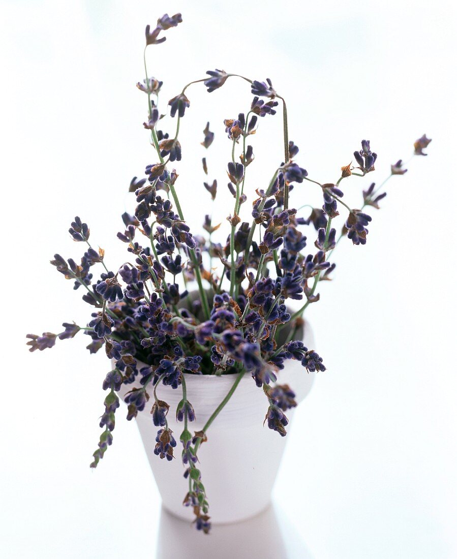 Lavender in white flowerpot