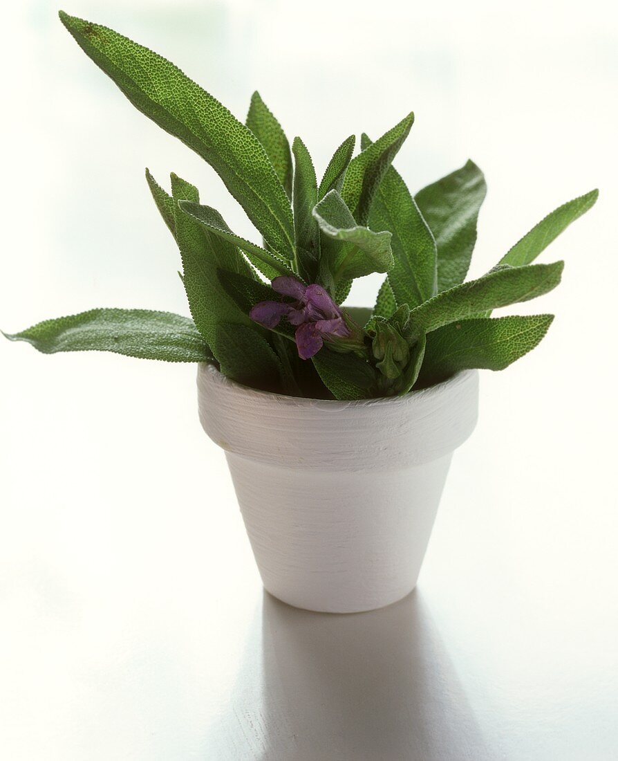 Sage with flowers in white flowerpot