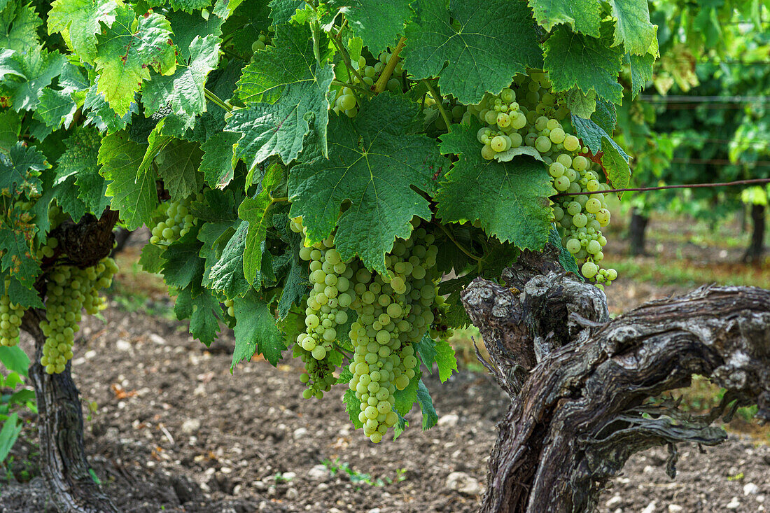 Weißweintrauben am Rebstock im Weinberg