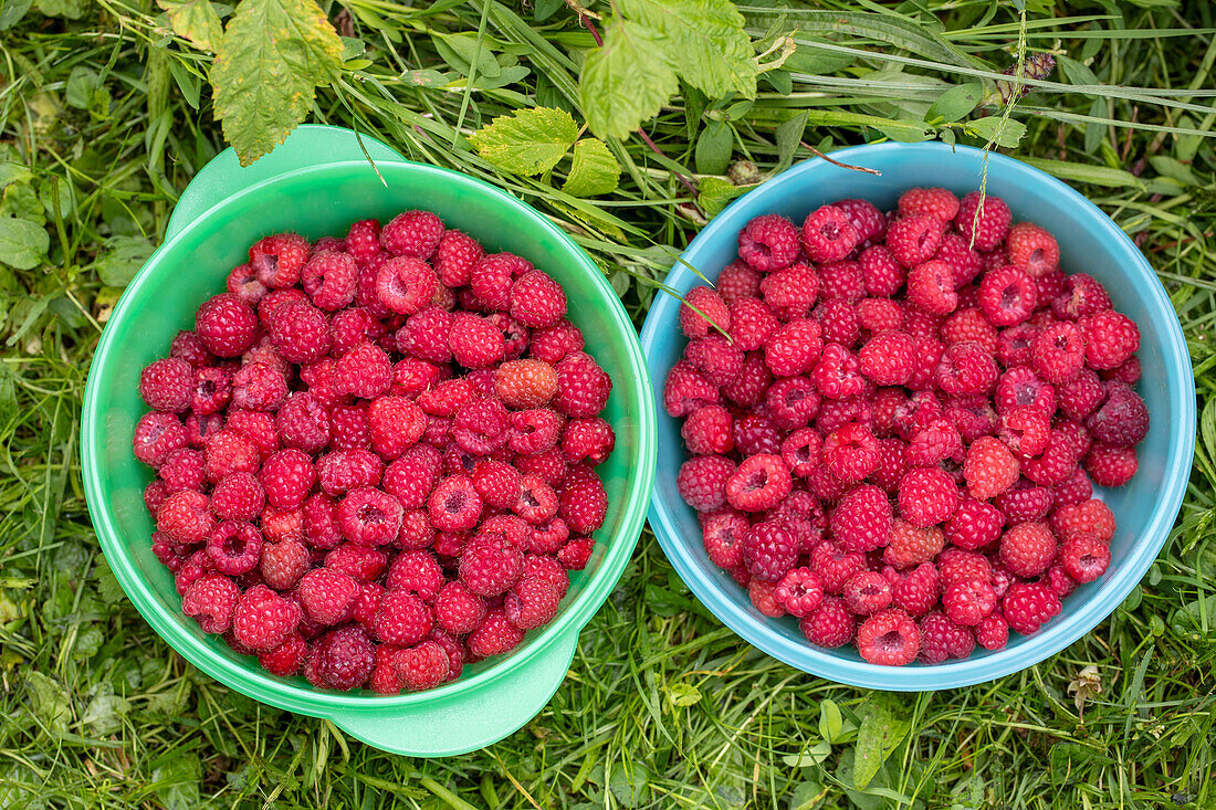 Frisch gepflückte Himbeeren in Schalen