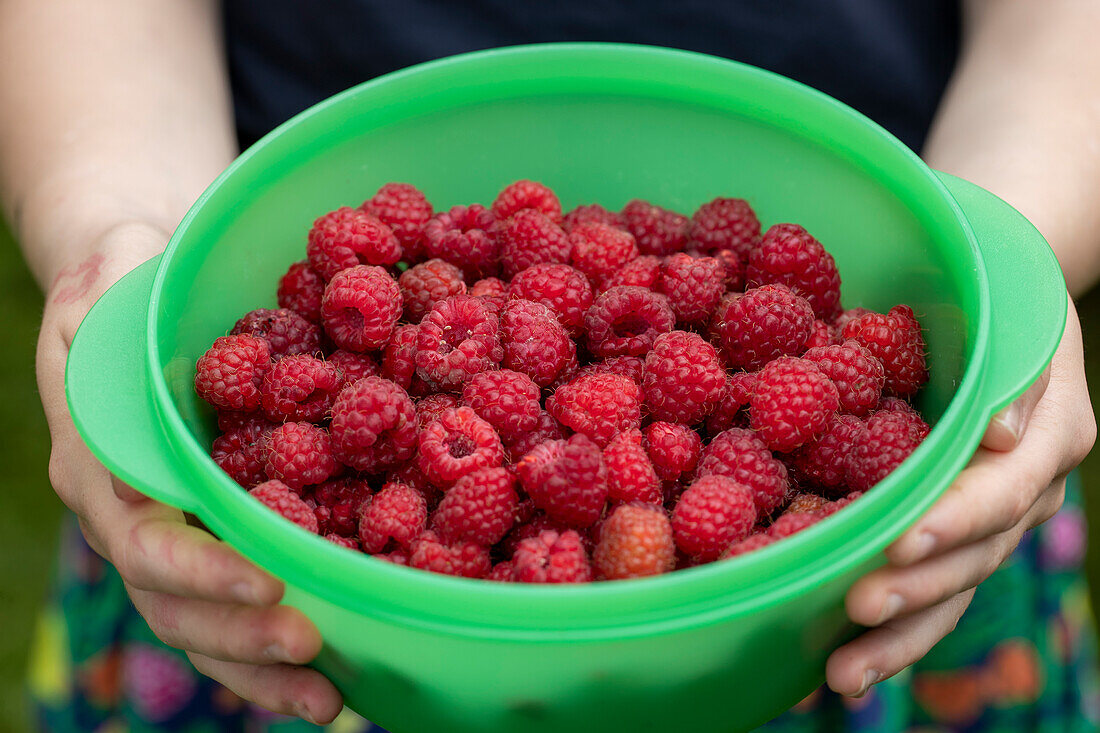 Grüne Plastikschüssel mit frisch geernteten Himbeeren