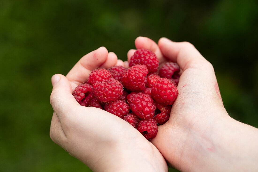 Freshly picked raspberries in the hands of a woman